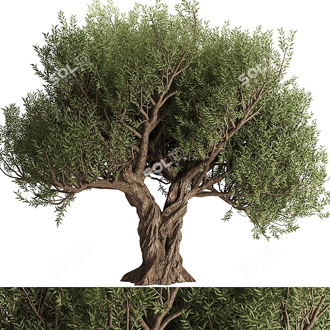 Alluring Olive Tree Set 3D 3D model image 1