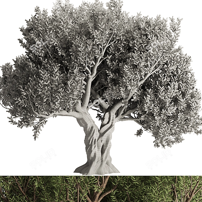 Alluring Olive Tree Set 3D 3D model image 4