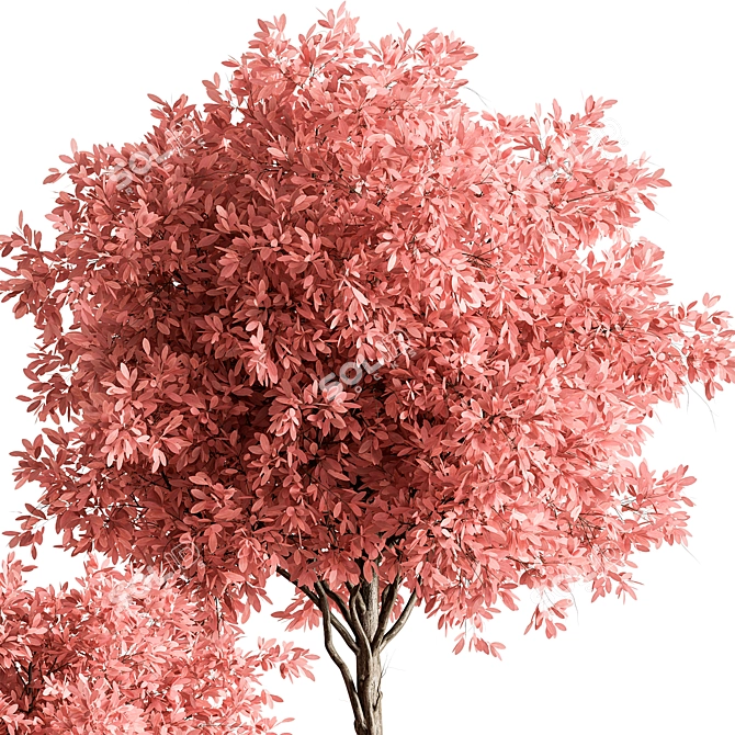 Pink Tree Indoor Plant 672 3D model image 3