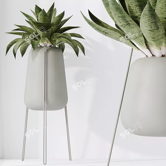 Modern Snake Plant Set 3D 3D model image 2