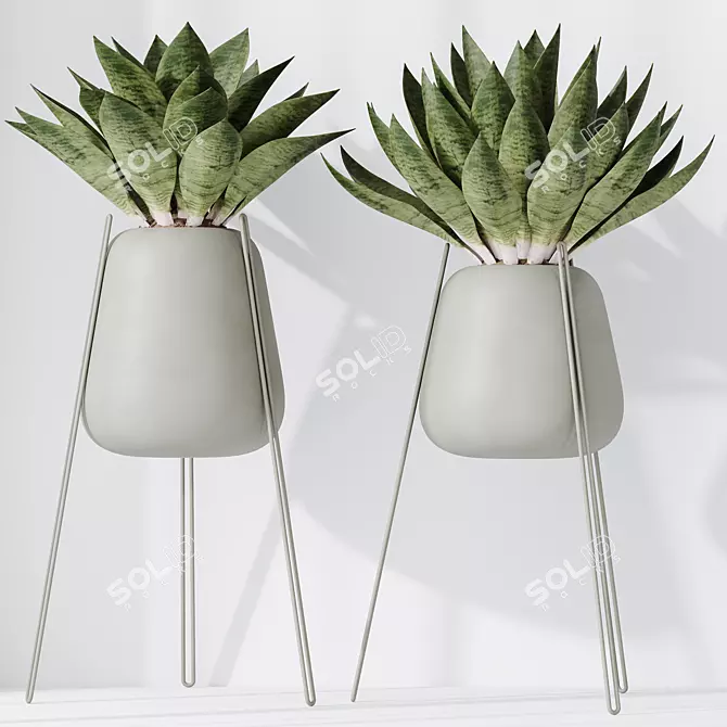 Modern Snake Plant Set 3D 3D model image 3