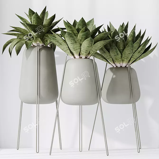 Modern Snake Plant Set 3D 3D model image 4