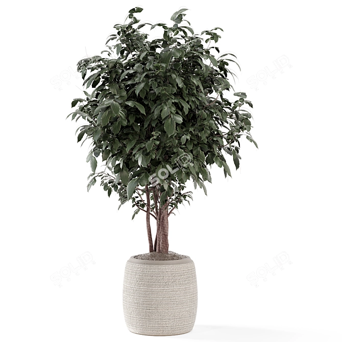 Rusty Concrete Pot Indoor Plants 3D model image 5