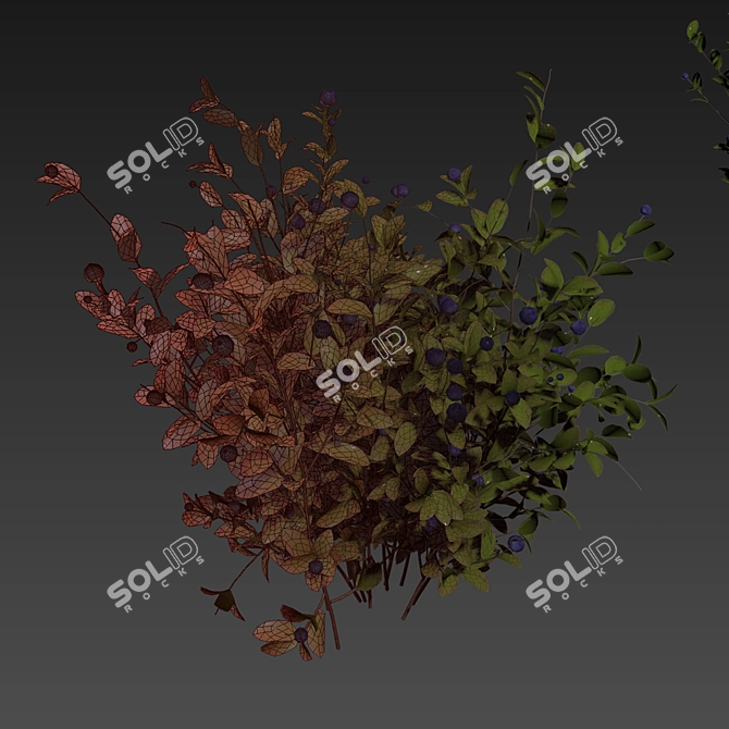 Blueberry Bush Plant Collection 3D model image 7