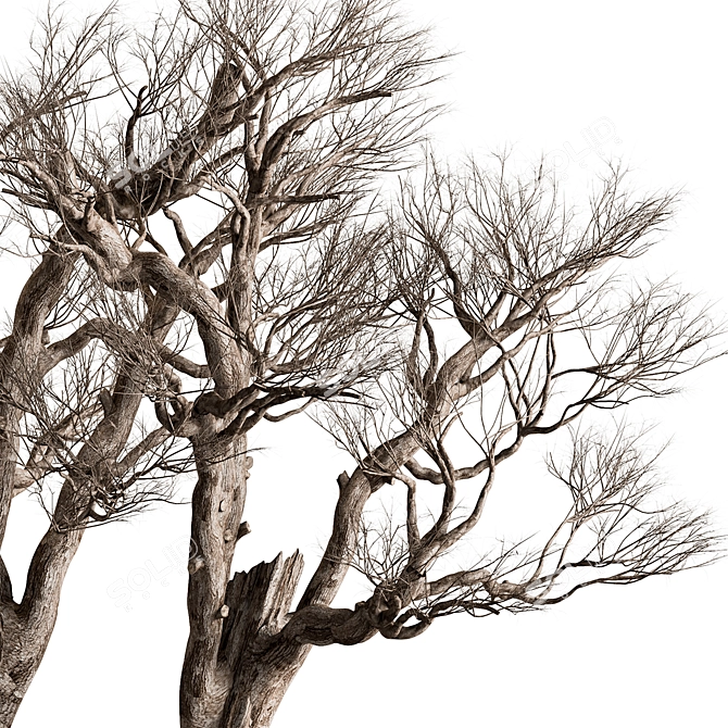 Rustic Dry Olive Tree Set 3D model image 2