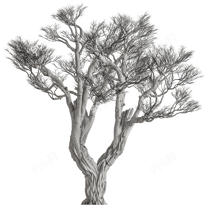 Rustic Dry Olive Tree Set 3D model image 3