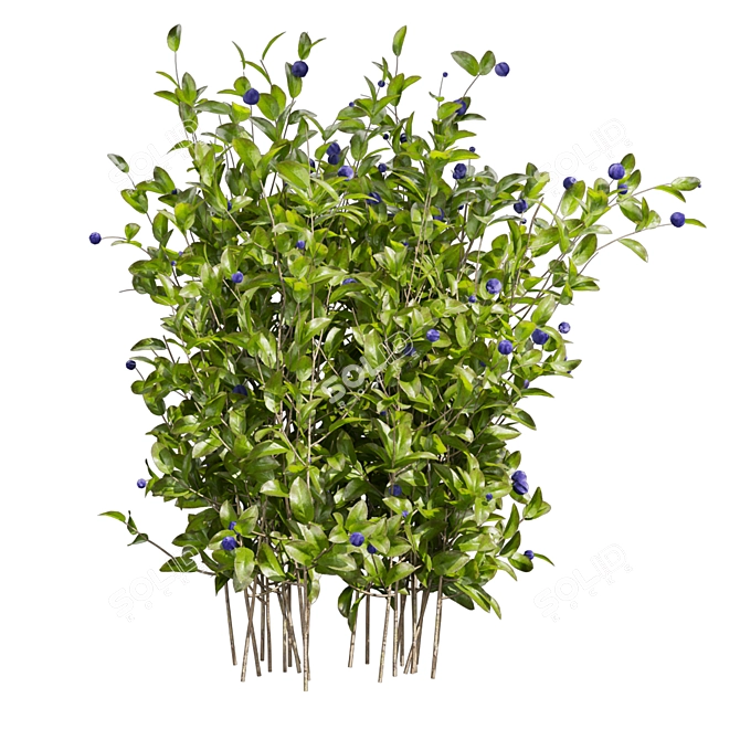 Blueberry Bush 3D Plant Model 3D model image 5