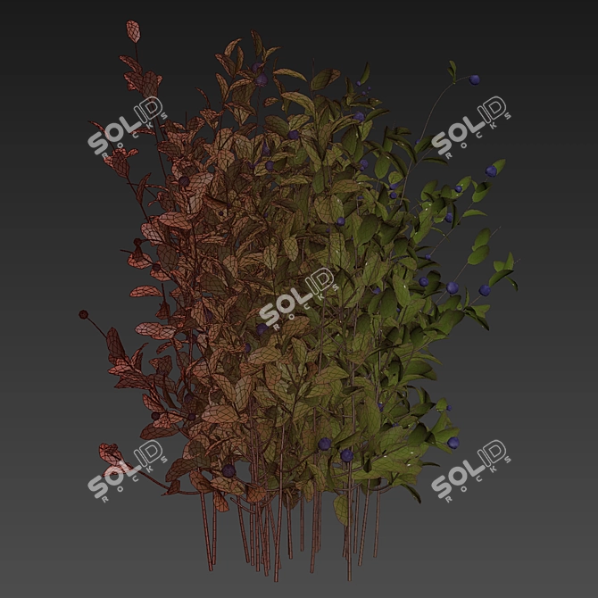 Blueberry Bush 3D Plant Model 3D model image 7