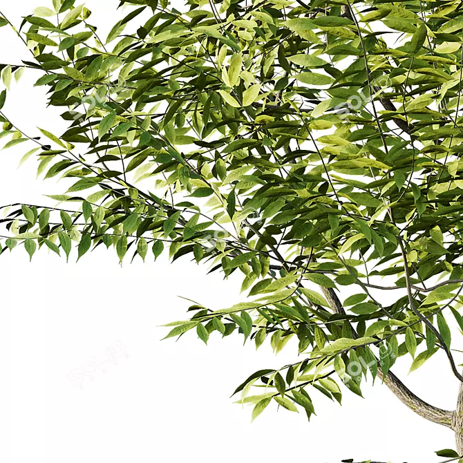 Manchurian Ash Tree 3D Models 3D model image 4