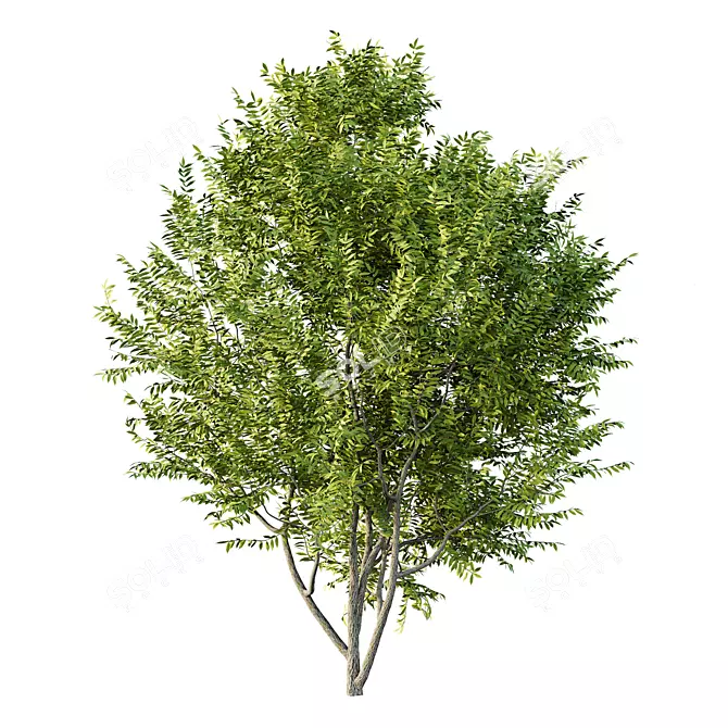 Manchurian Ash Tree 3D Models 3D model image 7