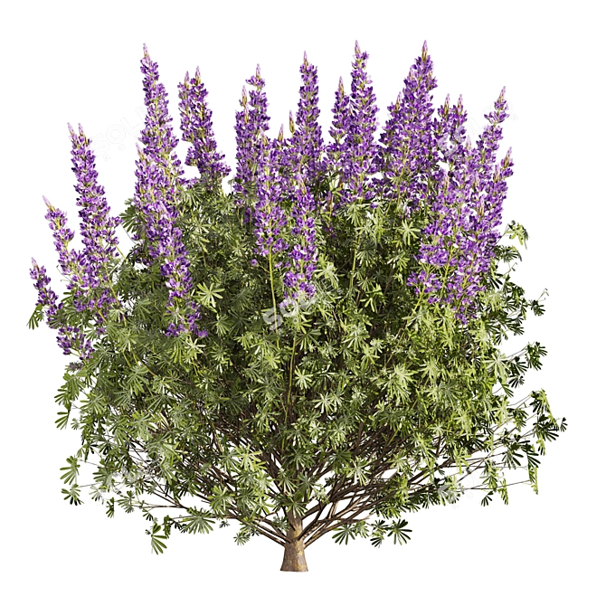 Premium Lupinus Albifrons Bush Model 3D model image 3