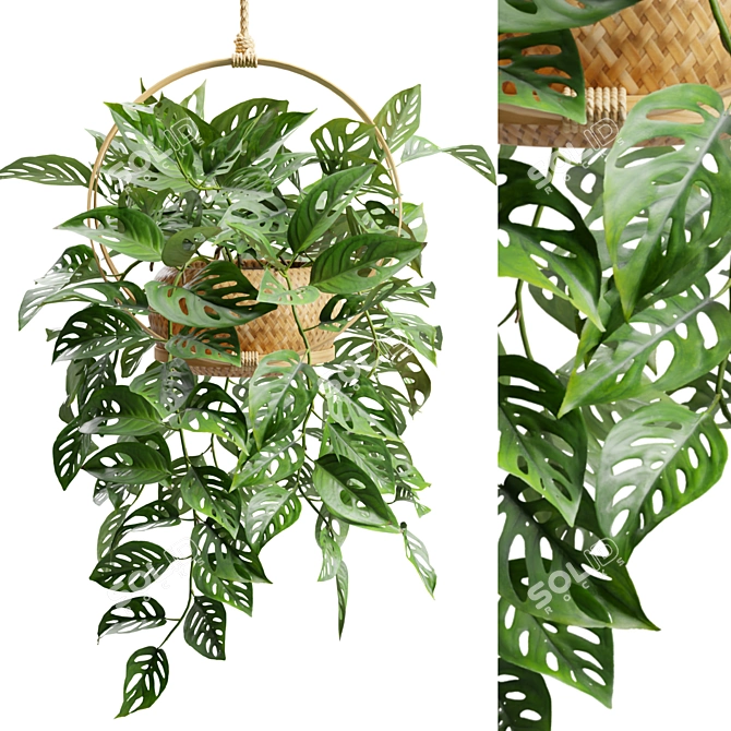 Tropical Swiss Cheese Vine Plant 3D model image 2