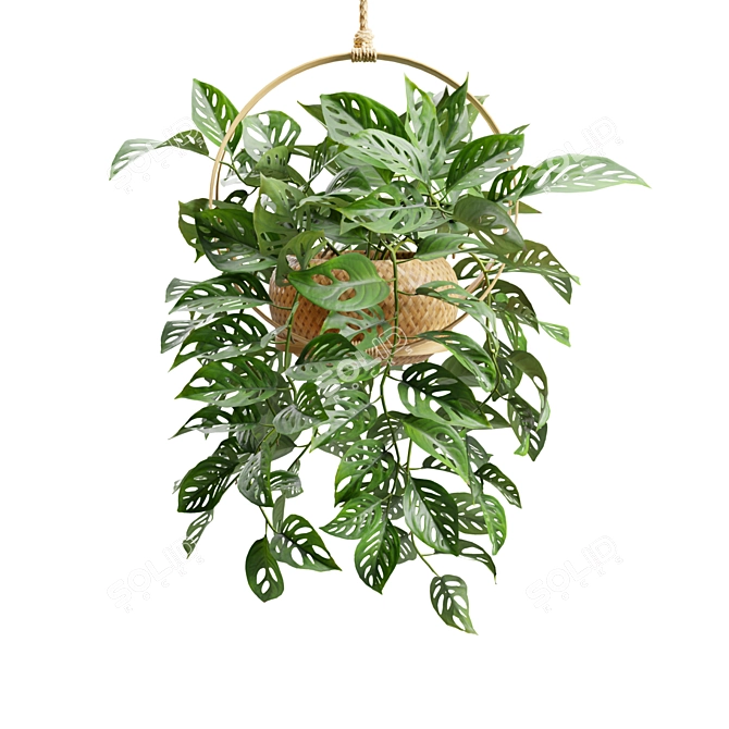 Tropical Swiss Cheese Vine Plant 3D model image 5