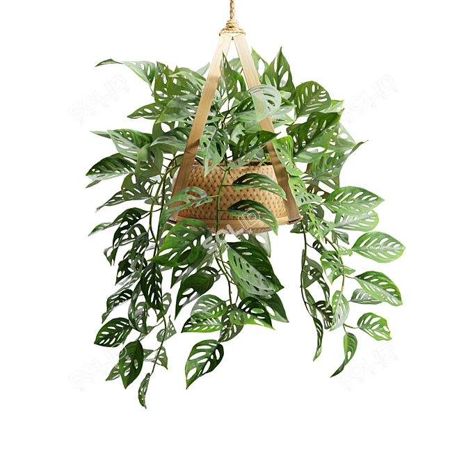 Tropical Swiss Cheese Vine Plant 3D model image 6