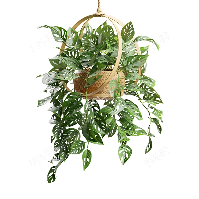 Tropical Swiss Cheese Vine Plant 3D model image 7