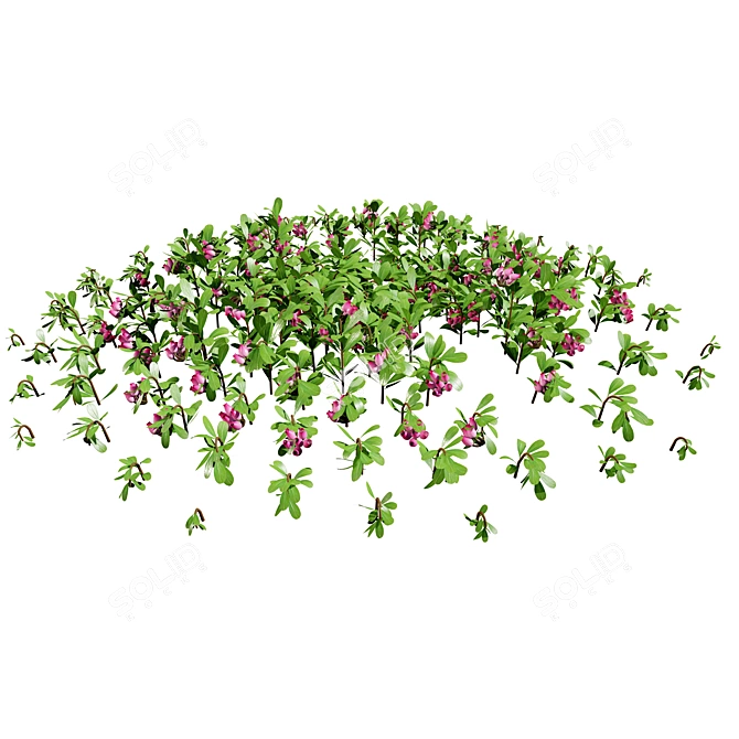 Hybrid Bearberry 3D Models	Collection 3D model image 2