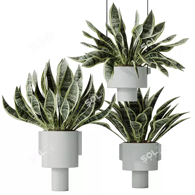 Elegant Snake Plant Set - Feng Shui Greens 3D model image 1
