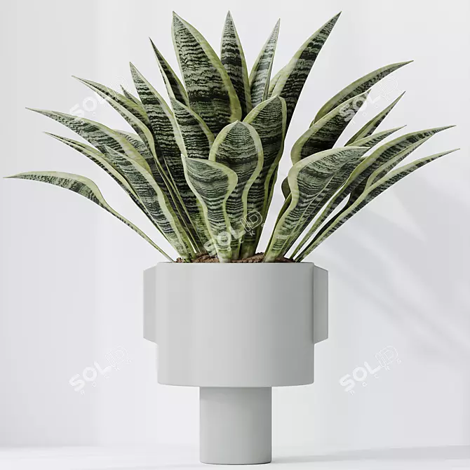 Elegant Snake Plant Set - Feng Shui Greens 3D model image 3