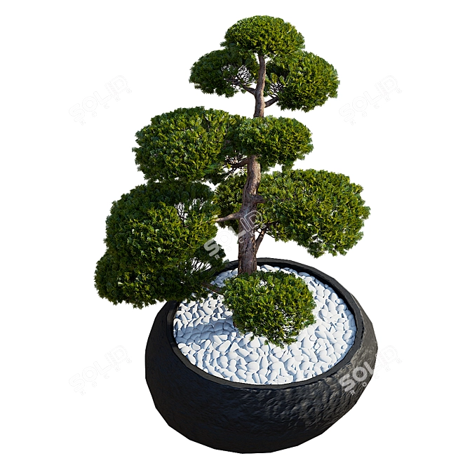 Yew Berry Niwaki in Planter 3D model image 3