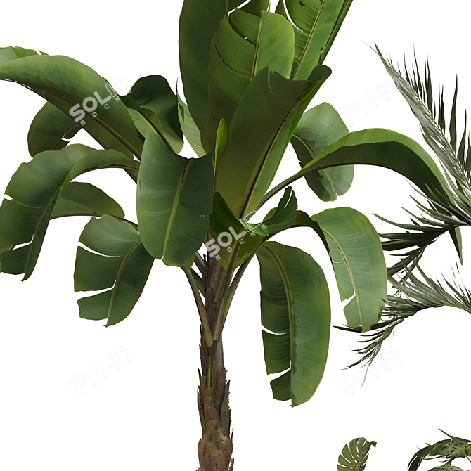 Outdoor Plant 3D Model Collection 3D model image 3