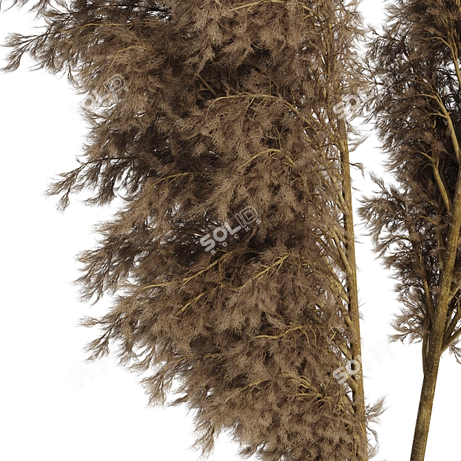 Minimal Pampas Grass Vase Bundle 3D model image 6