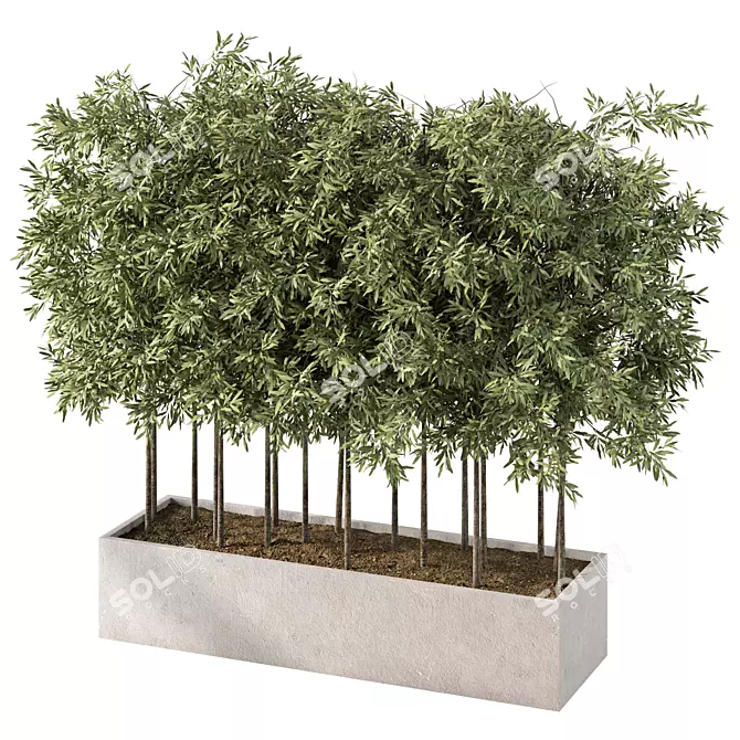 Evergreen Outdoor Plant No.60 3D model image 2