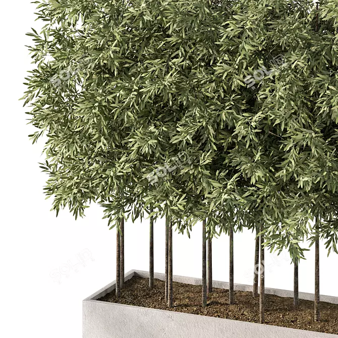 Evergreen Outdoor Plant No.60 3D model image 3