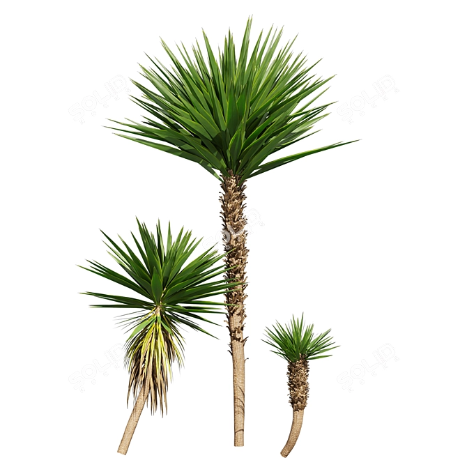 Low-Volume Yucca Palm Asset 3D model image 3