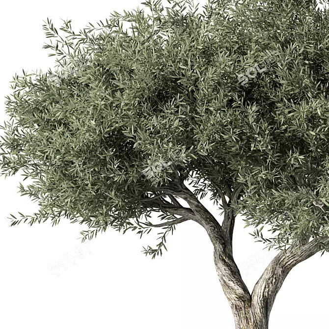 Majestic Olive Tree Sculpture 3D model image 2