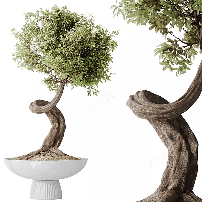 Ginseng Ficus Bonsai Tree Kit 3D model image 1