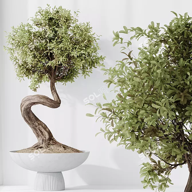 Ginseng Ficus Bonsai Tree Kit 3D model image 2