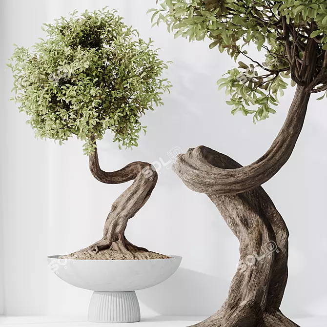 Ginseng Ficus Bonsai Tree Kit 3D model image 3