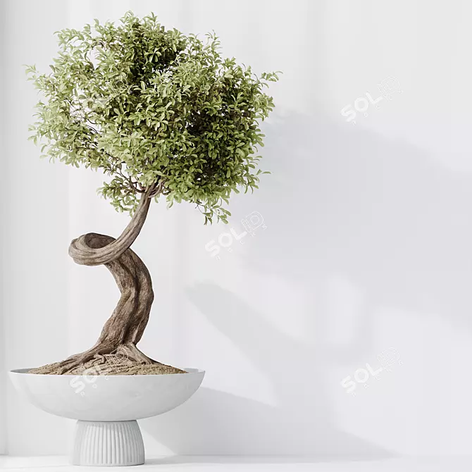 Ginseng Ficus Bonsai Tree Kit 3D model image 4