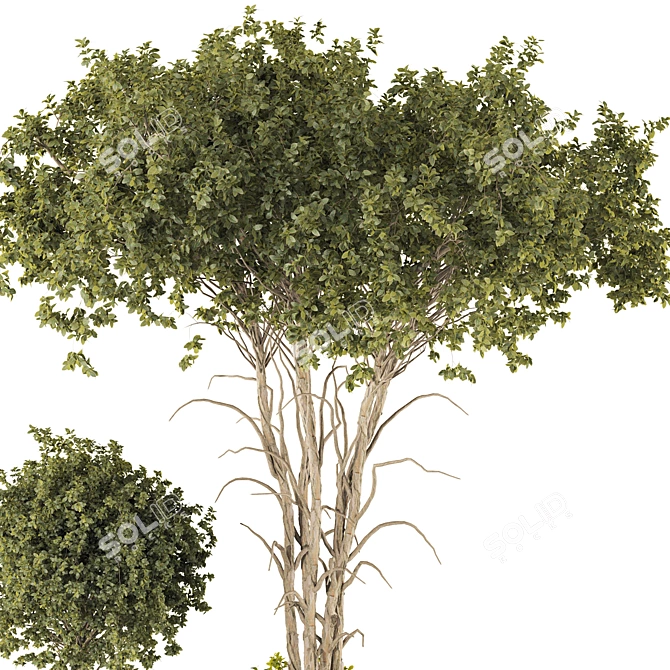 3D Plant Chandelier Decor Bundle 3D model image 4