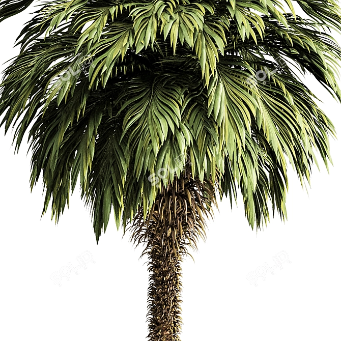 Tropical Palm Tree 3D Model 3D model image 2