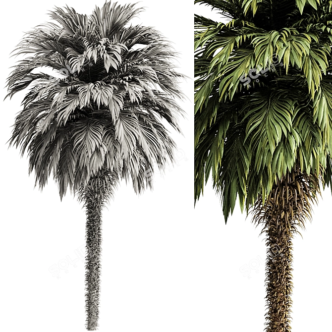 Tropical Palm Tree 3D Model 3D model image 3