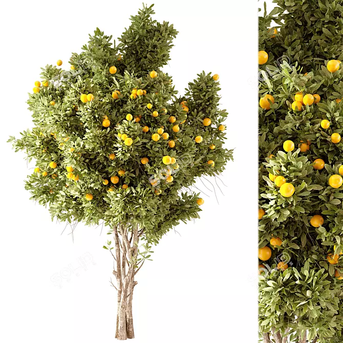 Lush Orange Tree Model 3D model image 1