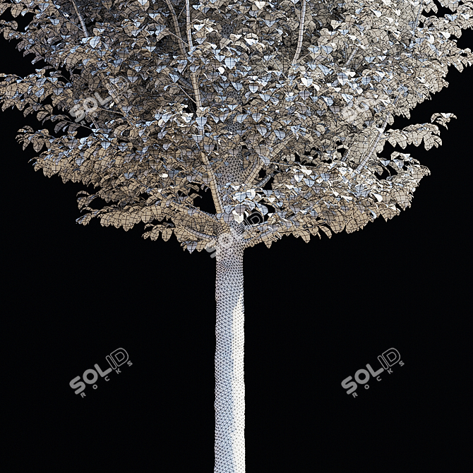 Carpinus Betulus Fastigiata Set 3D model image 5