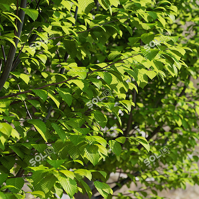 Carpinus Betulus Fastigiata Set 3D model image 6