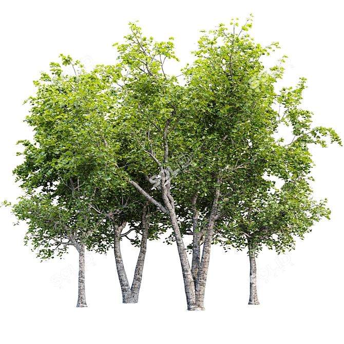 Tree Collection 3D Models Pack 3D model image 1