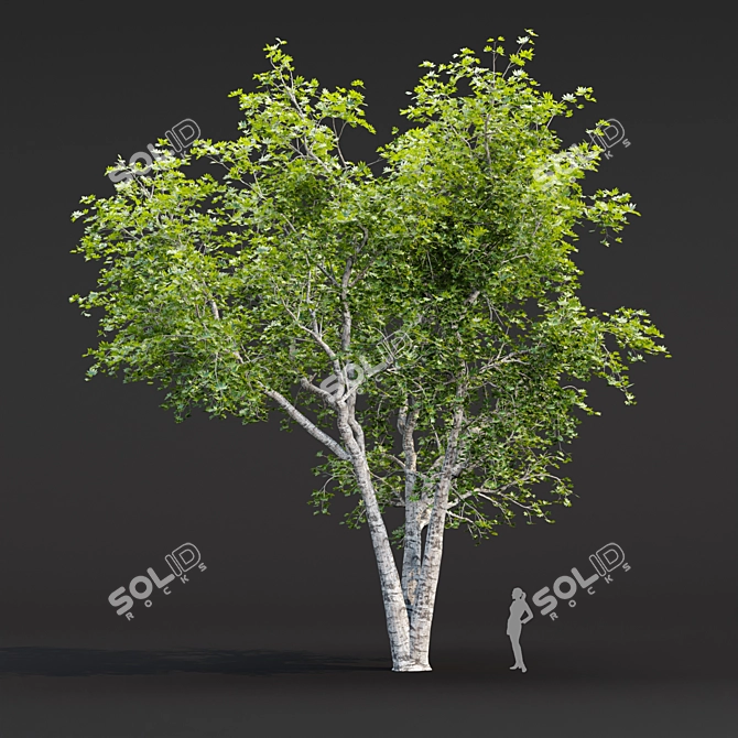 Tree Collection 3D Models Pack 3D model image 2