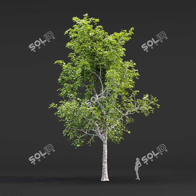 Tree Collection 3D Models Pack 3D model image 3