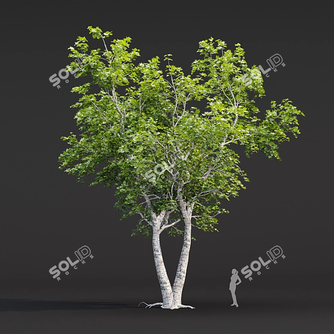 Tree Collection 3D Models Pack 3D model image 4