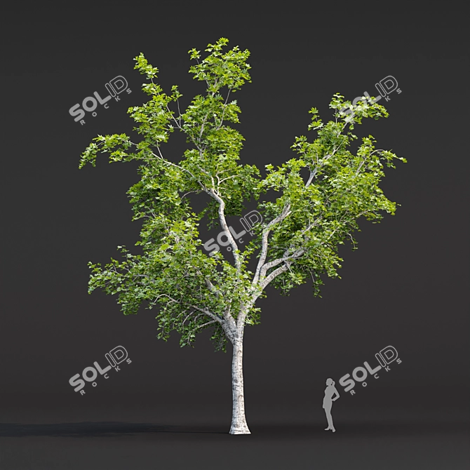 Tree Collection 3D Models Pack 3D model image 5