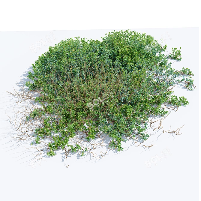 Bog Bilberry Bushes Set-Vray Max 3D model image 4