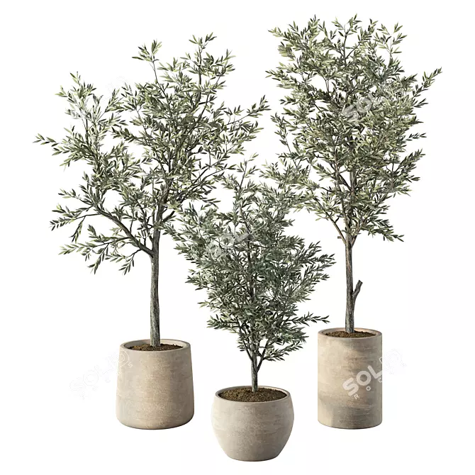 Hearty Olive Plant Set 3D model image 1