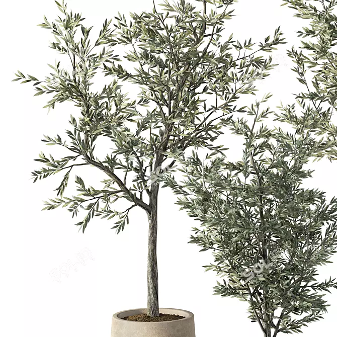 Hearty Olive Plant Set 3D model image 2