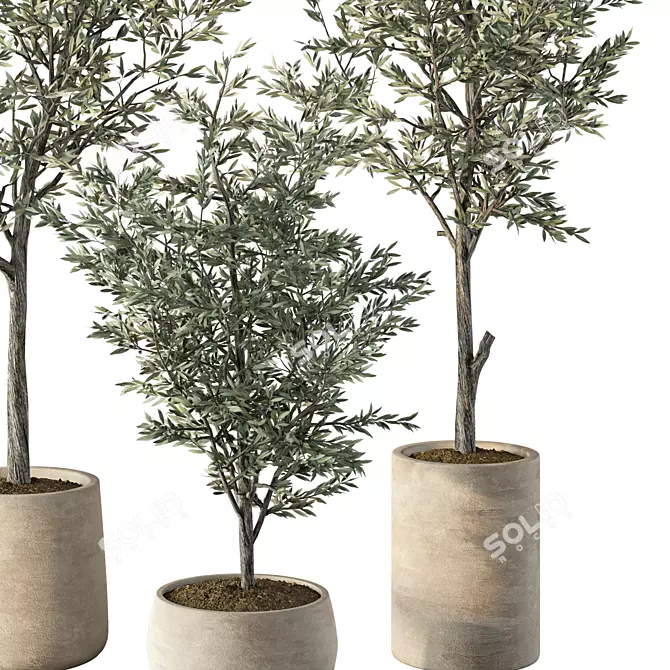 Hearty Olive Plant Set 3D model image 3