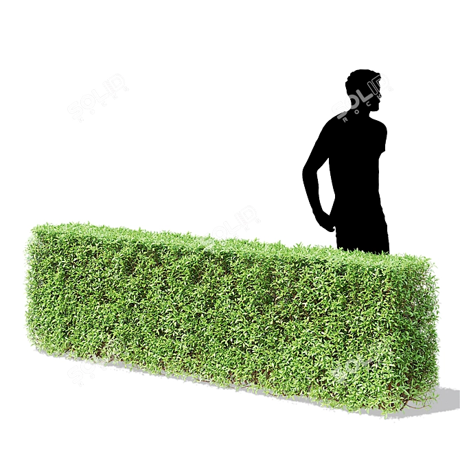 Versatile Modular Spiraea Hedge 3D model image 3