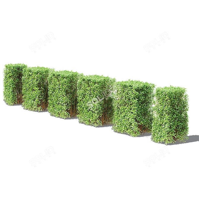 Versatile Modular Spiraea Hedge 3D model image 5